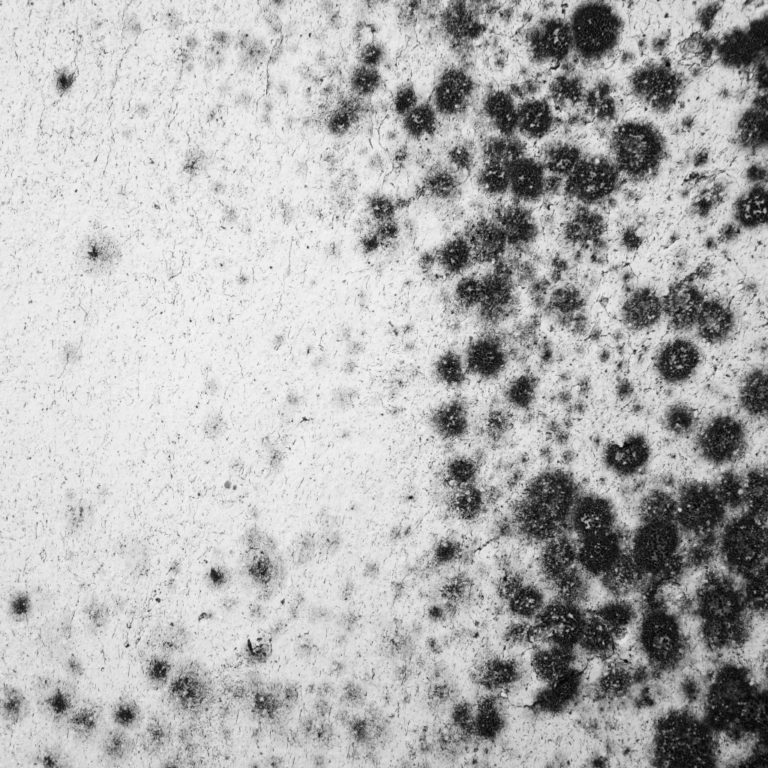 toxic mold with black spores
