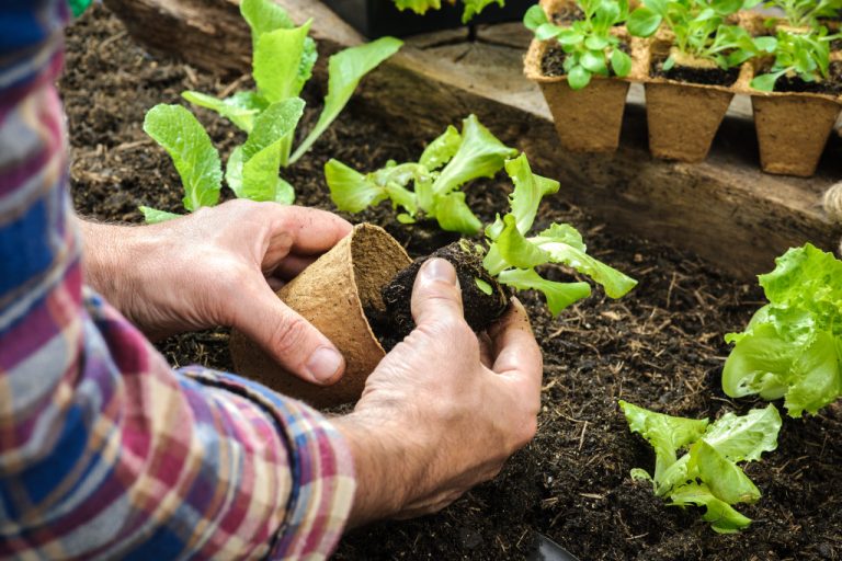 person planting